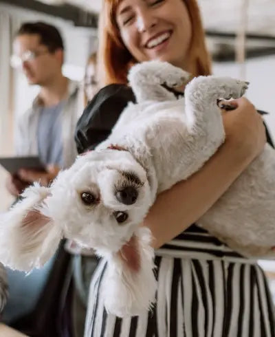 Chicwoof about us page dog happy dog