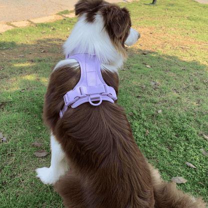 CHICWOOF Macaron Harness  Periwinkle lifestyle photo 02