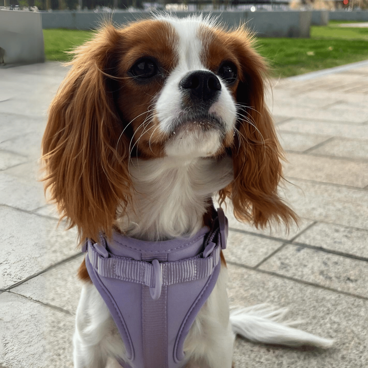 CHICWOOF Macaron Harness  Periwinkle lifestyle photo 03