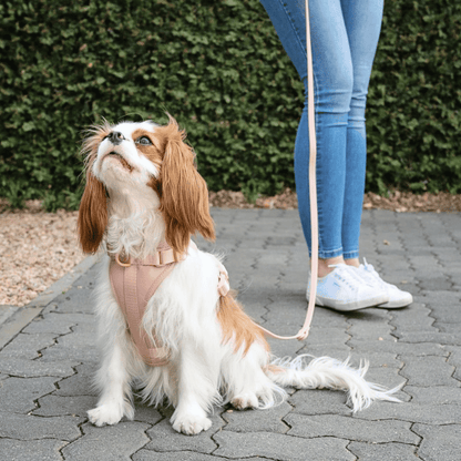 CHICWOOF Macaron Harness Pink lifestyle photo 02